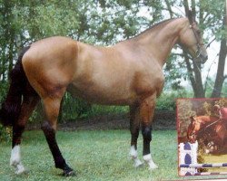 broodmare Rosa de la Guerie (Selle Français, 1983, from Starter)