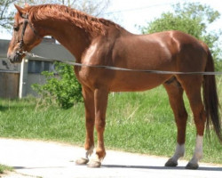 stallion Flash de Prissey (Selle Français, 1993, from Double Espoir)