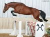 Zuchtstute Flash Sun (Hessisches Warmblut, 2004, von Flash de Prissey)