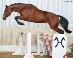 Zuchtstute Flash Sun (Hessisches Warmblut, 2004, von Flash de Prissey)