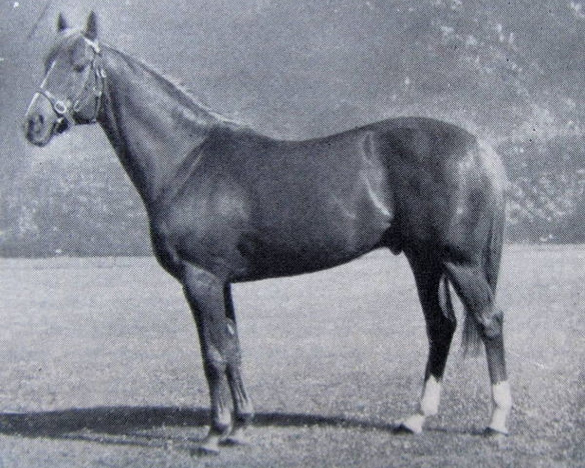 Deckhengst Crocket xx (Englisches Vollblut, 1960, von King of the Tudors xx)