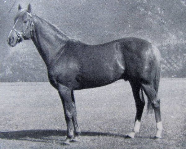 stallion Crocket xx (Thoroughbred, 1960, from King of the Tudors xx)