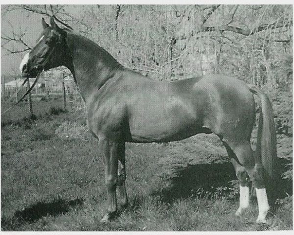 stallion Griton (Trakehner, 1985, from Altan II)