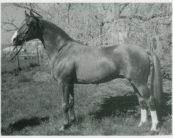 stallion Griton (Trakehner, 1985, from Altan II 1378)