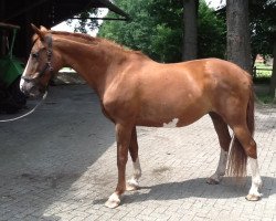 Zuchtstute Casablanca (Dänisches Warmblut, 1996, von Contango)