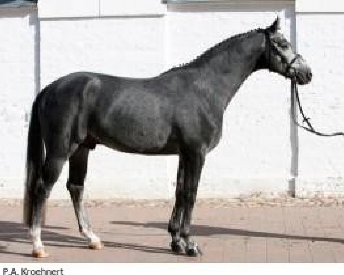 Pferd Chike (Westfale, 2008, von Collin L)