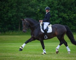 stallion Embassys Dancer (Hanoverian, 2008, from Embassy III)