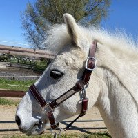 dressage horse Flöckchen 87 (German Riding Pony, 2005)