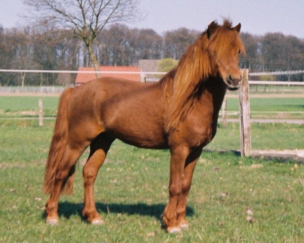 Deckhengst Bill Redfox (Dt.Part-bred Shetland Pony, 1988, von Billy)