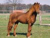 Deckhengst Bill Redfox (Dt.Part-bred Shetland Pony, 1988, von Billy)