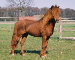 stallion Bill Redfox (Dt.Part-bred Shetland pony, 1988, from Billy)