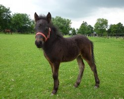 horse Matu von den Rosenauauen (Dt.Part-bred Shetland pony, 2013, from Maxx)