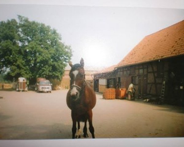 broodmare Gina (Oldenburg, 1989, from Good Luck)