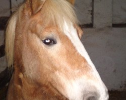 broodmare Showrina (Haflinger, 1998, from Showmann)