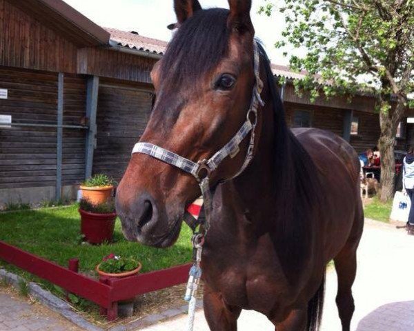 horse Abel Hanover (NL) (Traber, 2007, from Yankee Mustang (US))