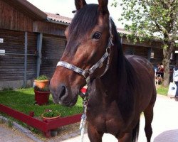 Pferd Abel Hanover (NL) (Traber, 2007, von Yankee Mustang (US))