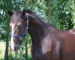 broodmare Dear Darlin' (Hanoverian, 2011, from Dauphin)