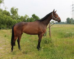 Springpferd Daycona R (Westfale, 2009, von Daddy Cool)