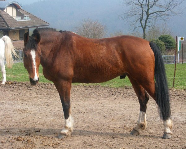 horse Beacher's brook (KWPN (Royal Dutch Sporthorse), 1994, from Boston)