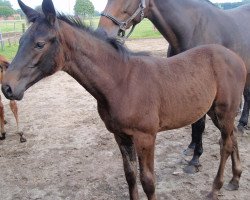 broodmare Fernaise (Westphalian, 2012, from French Kiss)