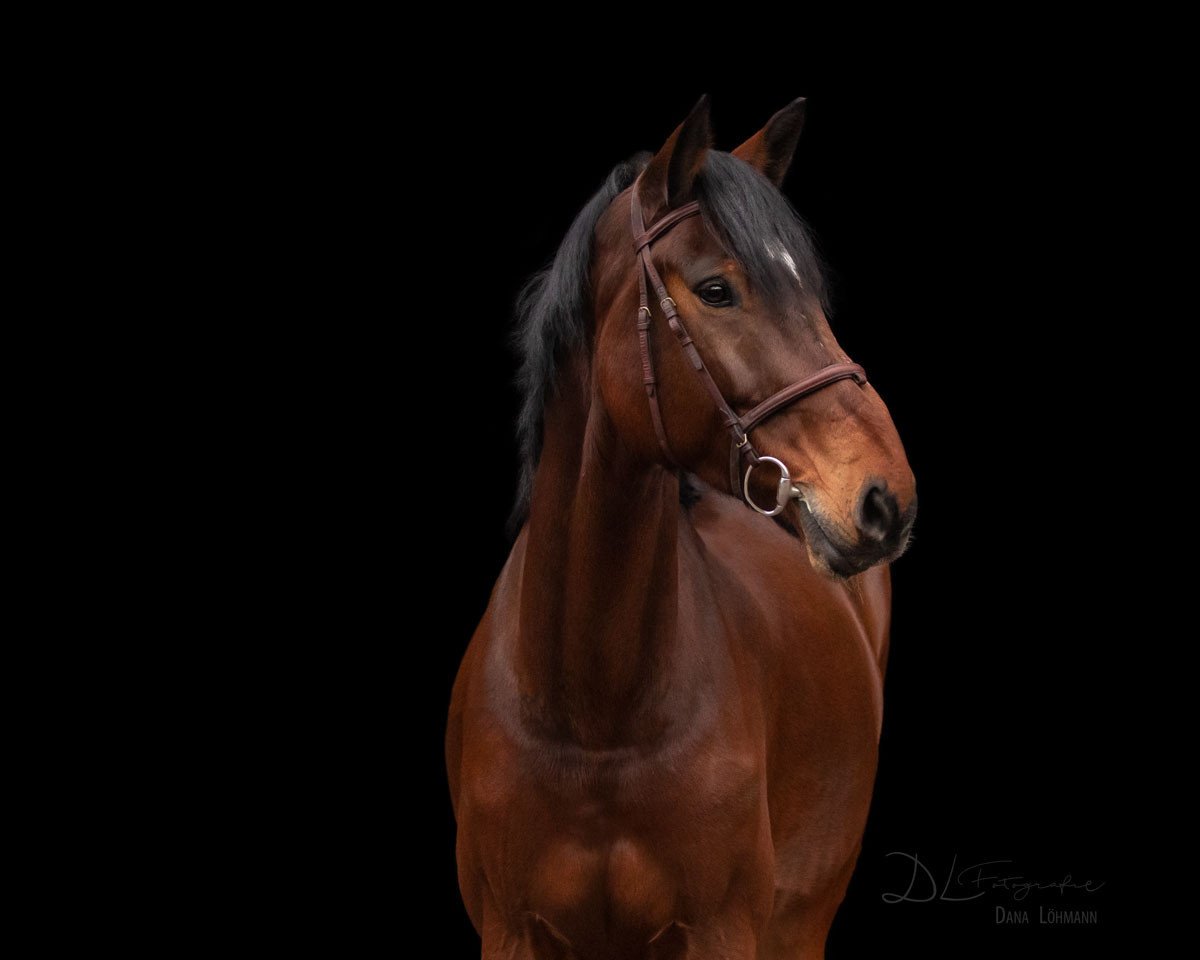 jumper Canon 24 (Hanoverian, 2014, from Cloney)
