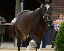 dressage horse Leniya (Westphalian, 2010)