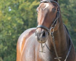 dressage horse Placido 42 (Westphalian, 1997, from Pavarotti van de Helle)