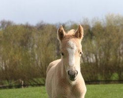 dressage horse Greetje T (German Riding Pony, 2022, from Gipfelstürmer)