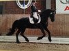 dressage horse Age van Ravensbos (Friese, 2000, from Folkert 353 Sport)