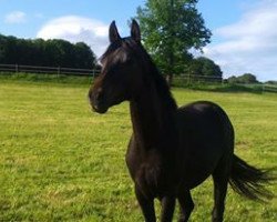 stallion RM Sebastié (German Riding Pony, 2011, from Sunny Side Up)