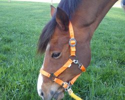 dressage horse Charmeur (German Riding Pony, 2000, from Costolany)