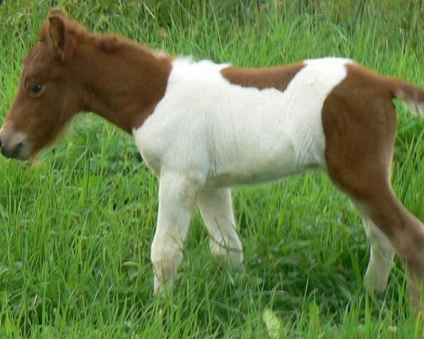 Pferd Wicki von den Hunsrückponys (Shetland Pony, 2013, von Why Not)
