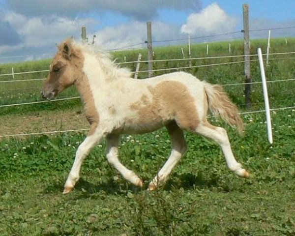 Zuchtstute Fiona vom Rindergraben (Shetland Pony, 2013, von Putz)