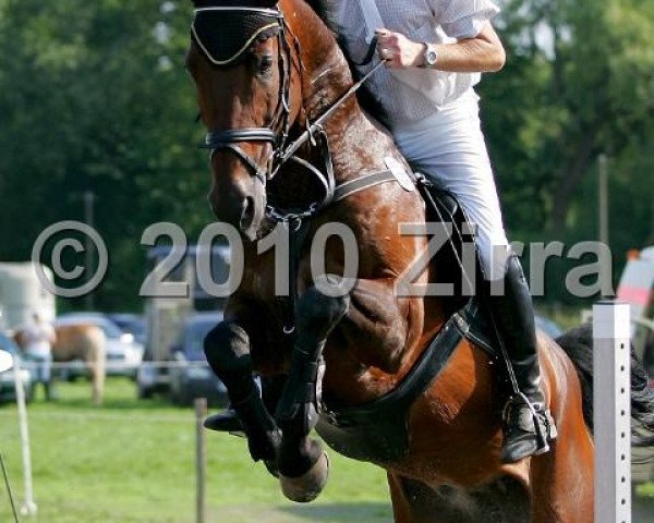 horse Senegal 42 (Polish Warmblood, 2002, from Contender Son)