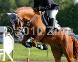 Pferd Topnaristo (Deutsches Reitpony, 2000, von Top Nonstop)