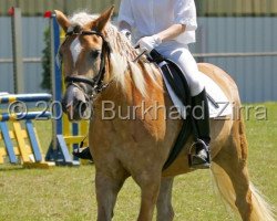 horse Aida 163 (Haflinger, 2003, from Alban)