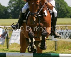 Springpferd Apollo-Creek (Westfale, 2003, von Acord II)