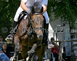 horse Caipirinha 14 (Holsteiner, 1996, from Cambridge)