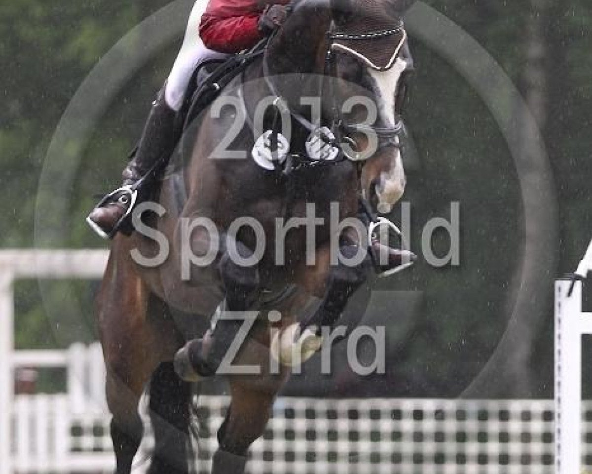 broodmare Cosmopolitan (Westphalian, 2009, from Coronas 2)