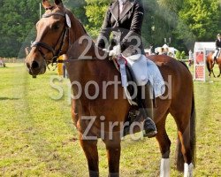 dressage horse Freeland (Westfale, 1997, from Feuerglanz)