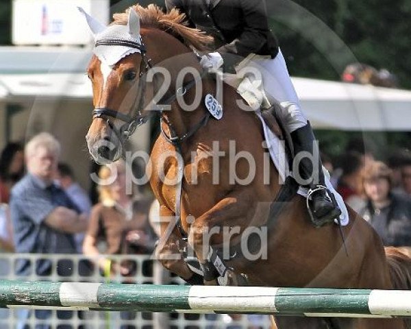 Springpferd Lancome 14 (Deutsches Reitpony, 2007, von Losander)