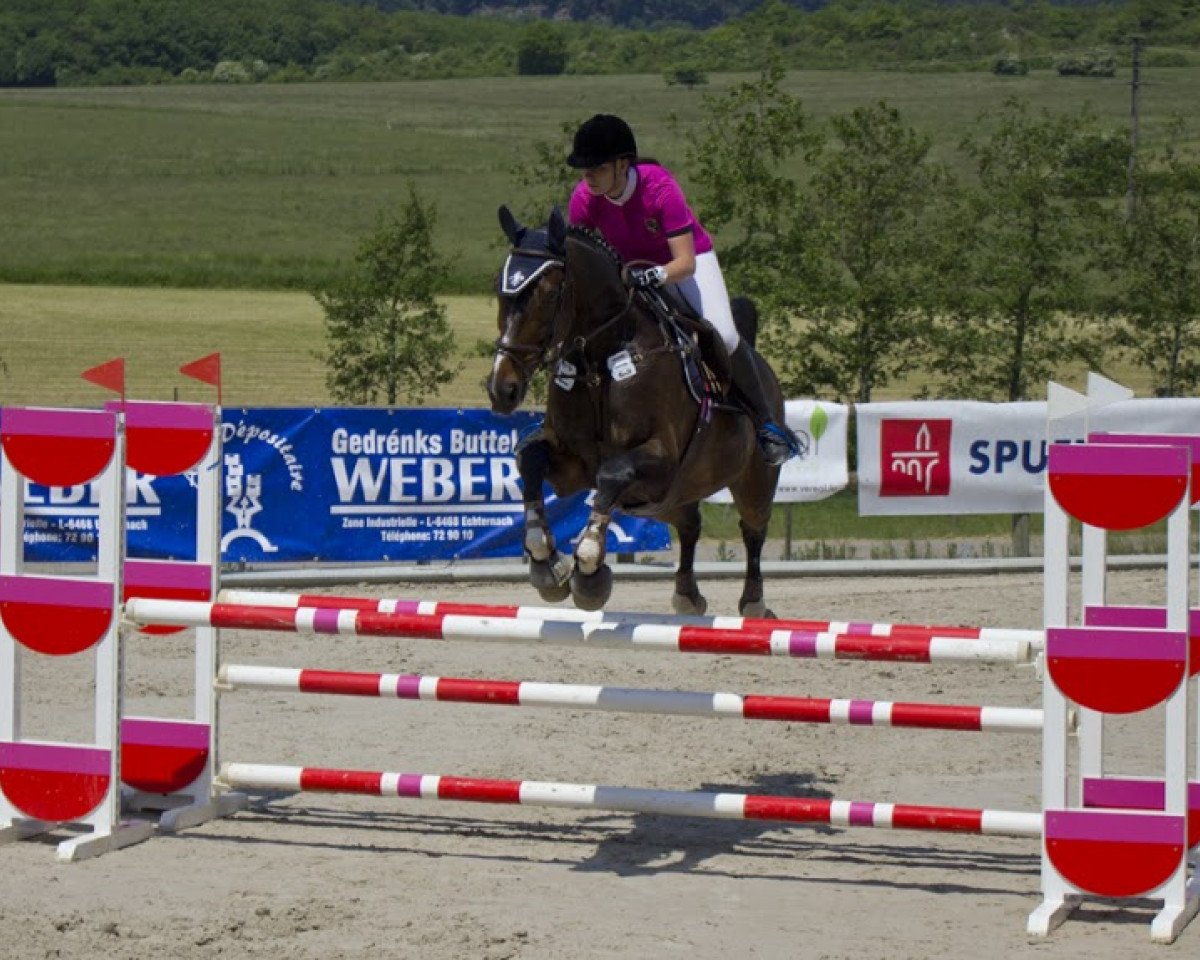 jumper Roccatello-Salvador (KWPN (Royal Dutch Sporthorse), 1999, from Ronaldo)