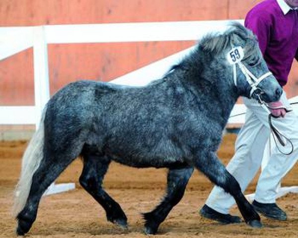 stallion Graf II (Shetland Pony, 2007, from Gigolo)