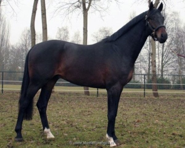 dressage horse Shades of May (Royal Warmblood Studbook of the Netherlands (KWPN), 2006, from Sandro Hit)