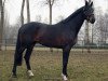 dressage horse Shades of May (KWPN (Royal Dutch Sporthorse), 2006, from Sandro Hit)