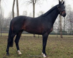 dressage horse Shades of May (KWPN (Royal Dutch Sporthorse), 2006, from Sandro Hit)