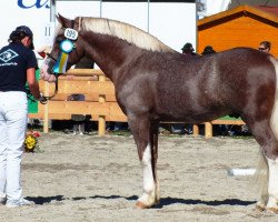 stallion Meisterhofs Makame (Welsh-Cob (Sek. D), 2007, from Meisterhof's Mo)