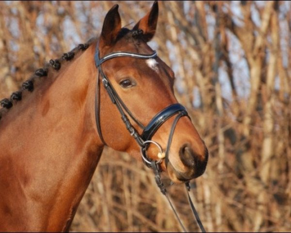 dressage horse Loonyland (Hanoverian, 2008, from Lord Loxley I)