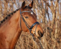 dressage horse Loonyland (Hanoverian, 2008, from Lord Loxley I)