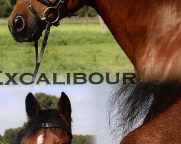 Dressurpferd Excalibour van Bokshout (Nederlands Rijpaarden en Pony, 2000, von El Beauty)